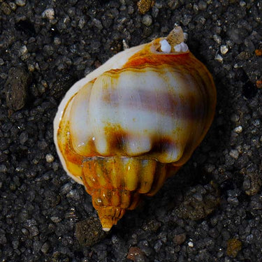 Nassarius Snail (Nassarius sp.)
